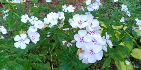 Phlox paniculata 'Flame Light Blue'